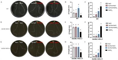 OsCBL1 mediates rice response to local nitrate signaling: insights into regulatory networks and gene expression